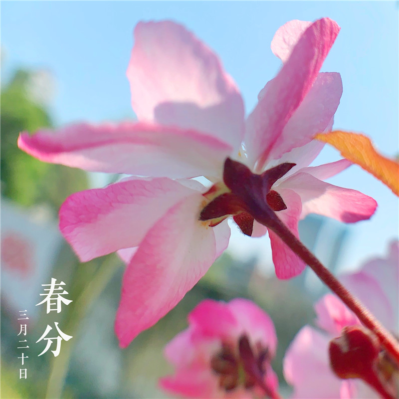 春分时节(图2)